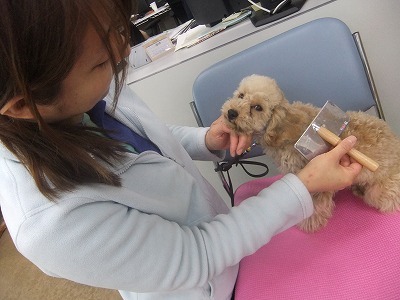 Yoshikiちゃんのしつけ トイプードル １９ 犬のしつけ成長日記doglyブログ1