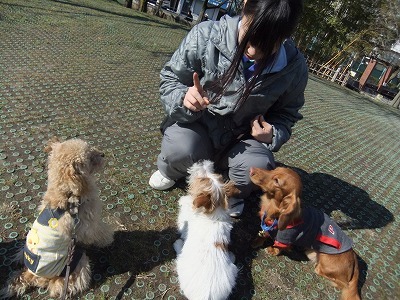 Yoshikiちゃんのしつけ トイプードル ２２ 犬のしつけ成長日記doglyブログ1