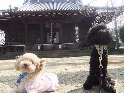 犬のしつけ成長日記doglyブログ1 Yoshikiアーカイブ