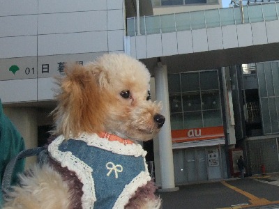 Yoshikiちゃんのしつけ プードル ８ 犬のしつけ成長日記doglyブログ1
