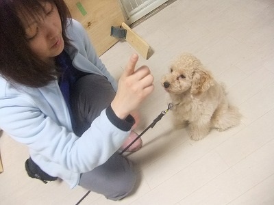 Yoshikiちゃんのしつけ トイプー １２ 犬のしつけ成長日記doglyブログ1