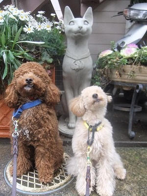 Yoshikiちゃんのしつけ トイプー １３ 犬のしつけ成長日記doglyブログ1