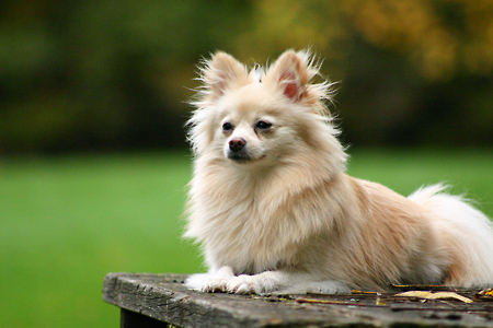 図鑑 ポメラニアン 特徴 性格 飼う時の注意点など 犬のしつけ成長日記doglyブログ1