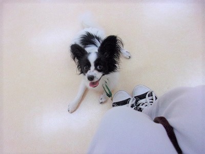 ミルキー Jｒちゃんのしつけ パピヨン １１ 犬のしつけ成長日記doglyブログ1