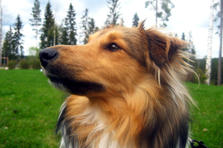 図鑑 シェットランド シープドッグ 特徴 性格など 犬のしつけ成長日記doglyブログ1